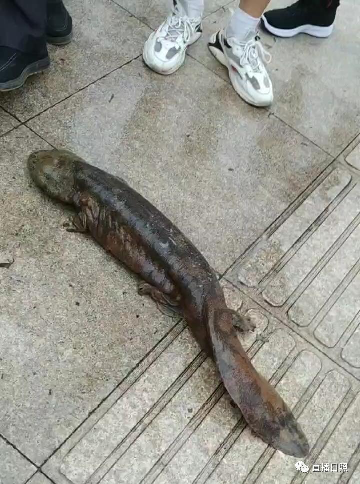 DƬ